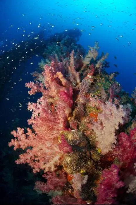 Framed Print : Pink and red soft coral (Dendronephthya) on a shipwreck with schooling silver fish, Riau, Indonesia Framed Print : Pink and red soft coral (Dendronephthya) on a shipwreck with schooling silver fish, Riau, Indonesia