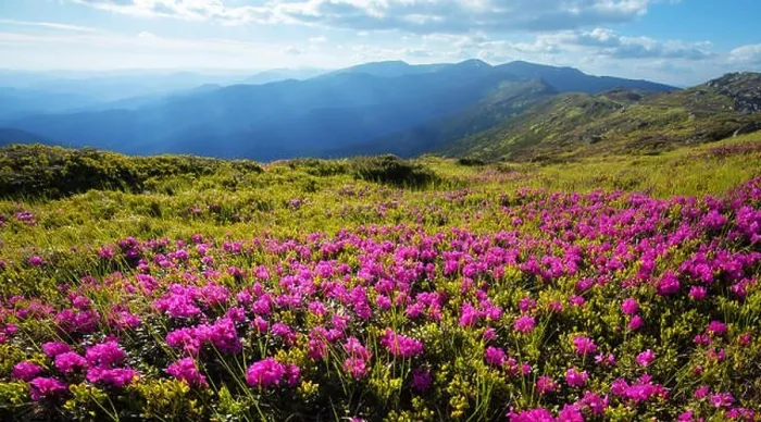 Framed Print : Pink rhododendron flowers covered mountains meadow in summer time Framed Print : Pink rhododendron flowers covered mountains meadow in summer time