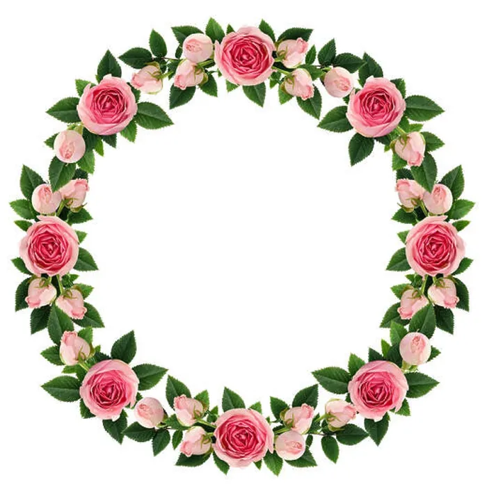 Framed Print : Pink rose flowers round frame isolated on white. Flat lay. Top view Framed Print : Pink rose flowers round frame isolated on white. Flat lay. Top view