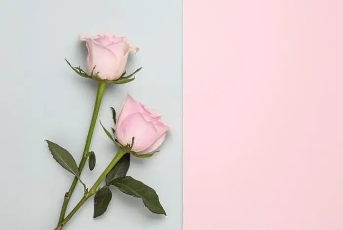 Framed Print : Two pink roses on plain duo colour background Framed Print : Two pink roses on plain duo colour background