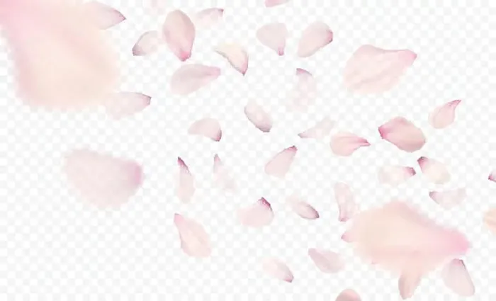 Framed Print : Pink sakura falling petals background. Vector illustration Framed Print : Pink sakura falling petals background. Vector illustration