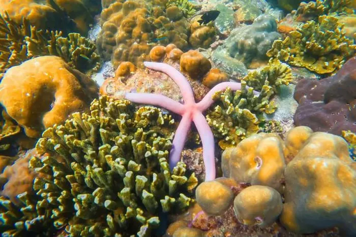 Framed Print : Pink seastar Linkia laevigata clings to a diverse coral reef