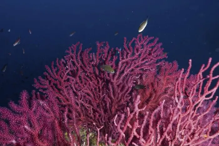 Framed Print : Pink shining Violescent sea-whip (Paramuricea clavata) in the deep sea Framed Print : Pink shining Violescent sea-whip (Paramuricea clavata) in the deep sea