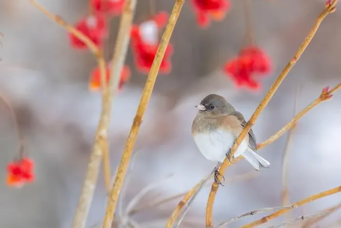 Framed Print : Pink-sided dark-eyed junco (Junco hyemalis) in winter Framed Print : Pink-sided dark-eyed junco (Junco hyemalis) in winter
