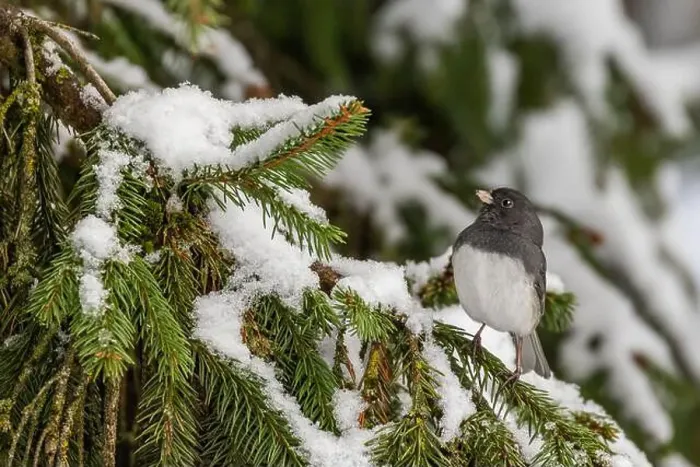 Framed Print : Pink-sided dark-eyed junco (Junco hyemalis) in winter Framed Print : Pink-sided dark-eyed junco (Junco hyemalis) in winter