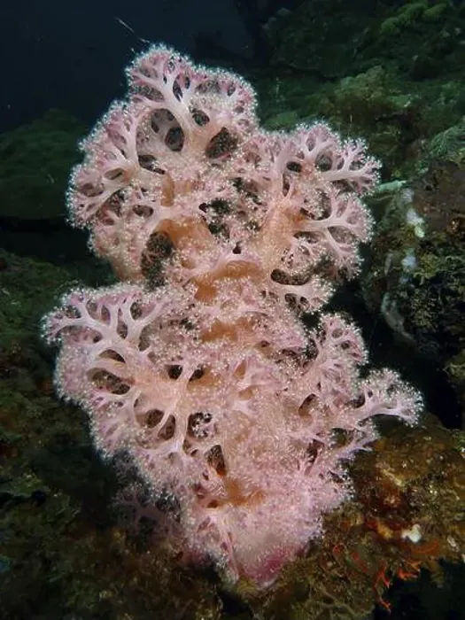 Framed Print : Pink soft tree coral (Dendronephthya) in an underwater landscape Framed Print : Pink soft tree coral (Dendronephthya) in an underwater landscape