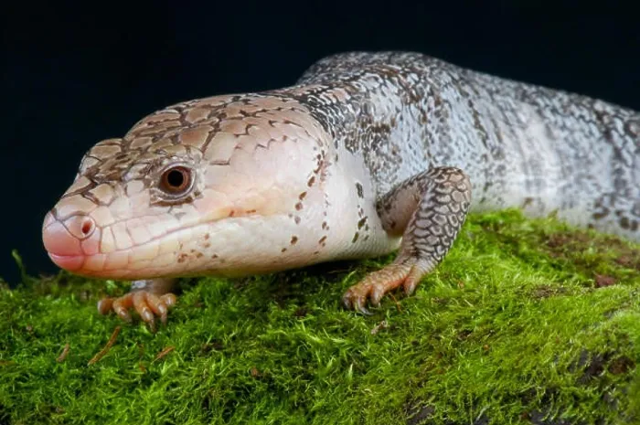Framed Print : Pink tongued skink / Cyclodomorphus gerrardi Framed Print : Pink tongued skink / Cyclodomorphus gerrardi