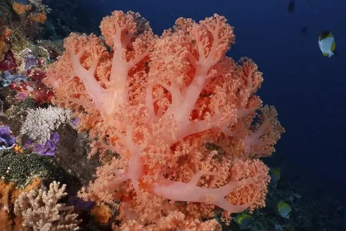 Framed Print : Pink tree coral (Dendronephthya) with fish in deep blue water Framed Print : Pink tree coral (Dendronephthya) with fish in deep blue water