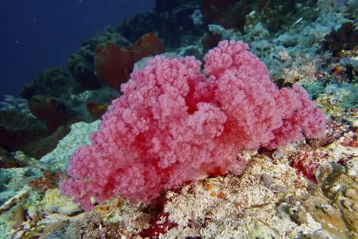 Framed Print : Pink tree coral (Dendronephthya) on a sea reef in a lively environment Framed Print : Pink tree coral (Dendronephthya) on a sea reef in a lively environment
