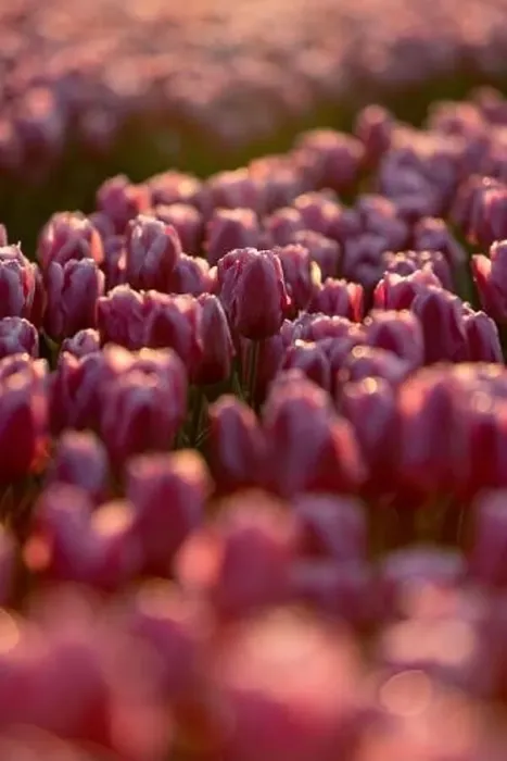 Framed Print : Pink tulips field with the sunlight. Famous beautiful flower bloom in spring day Framed Print : Pink tulips field with the sunlight. Famous beautiful flower bloom in spring day