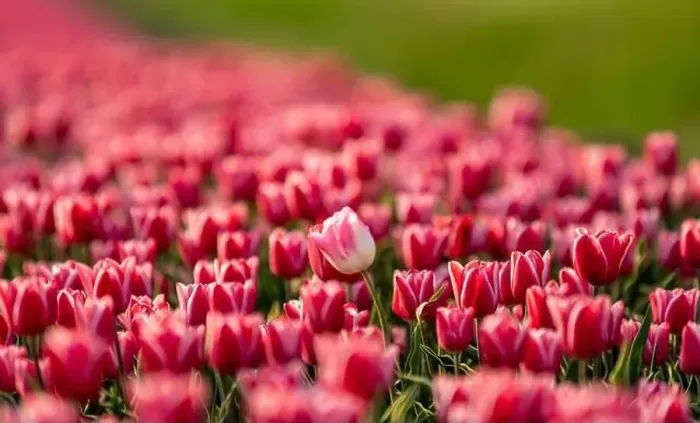 Framed Print : Pink tulips field with the sunlight. Famous beautiful flower bloom in spring day Framed Print : Pink tulips field with the sunlight. Famous beautiful flower bloom in spring day