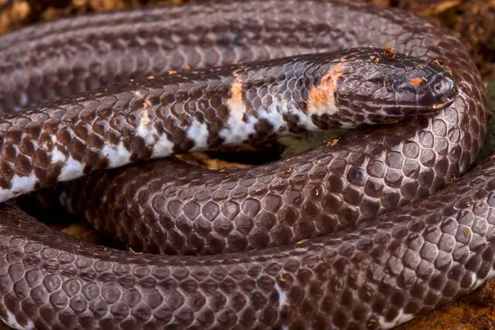 Framed Print : Pipe snake (Cylinddophis rufus) Framed Print : Pipe snake (Cylinddophis rufus)