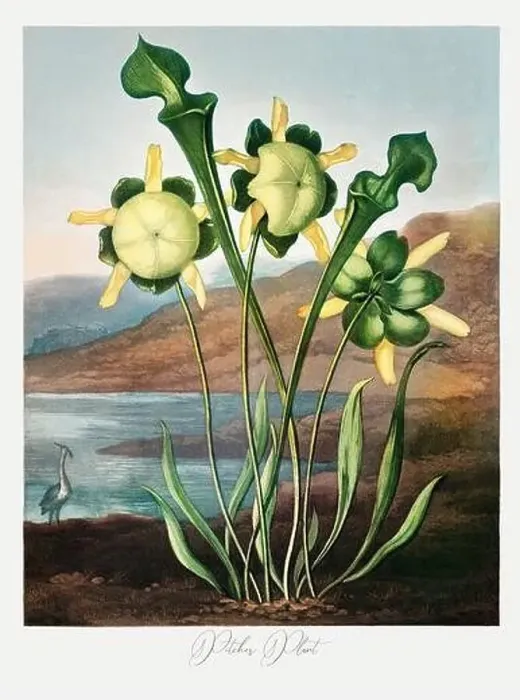 Framed Print : Pitcher Plant. Antique Victorian Flower painting Framed Print : Pitcher Plant. Antique Victorian Flower painting