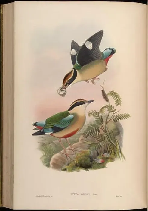 Framed Print : Pitta oreas = []. between 1850 and 1883