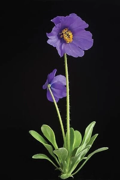 A plant of the dwarf Meconopsis henrici isolated with a coloured, textured background