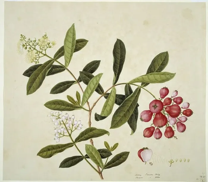 Framed Print : Plant Illustration Framed Print : Plant Illustration