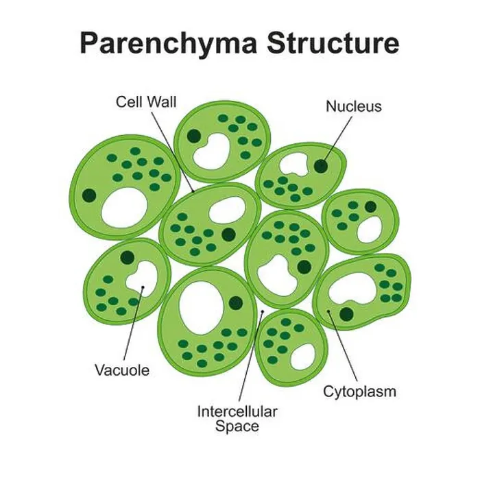 Framed Print : Plant parenchyma structure, illustration Framed Print : Plant parenchyma structure, illustration