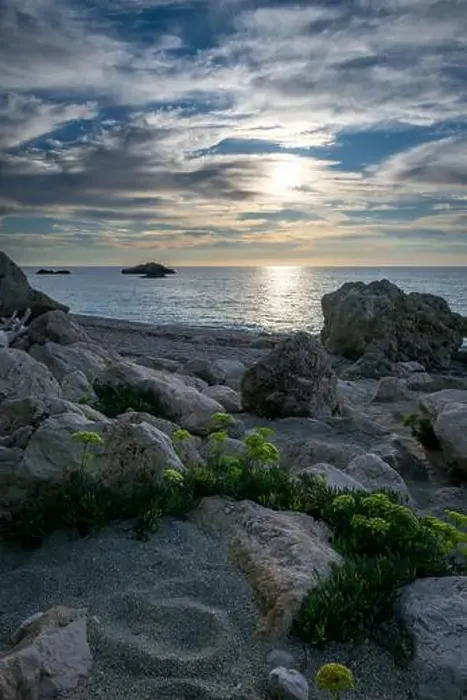 Framed Print : Plants growing on a rocky beach with a beautiful sea sunset in the background Framed Print : Plants growing on a rocky beach with a beautiful sea sunset in the background