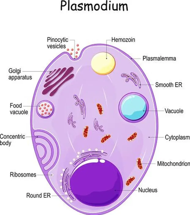 Framed Print : Plasmodium anatomy. Structure of unicellular parasite of vertebrates and insects