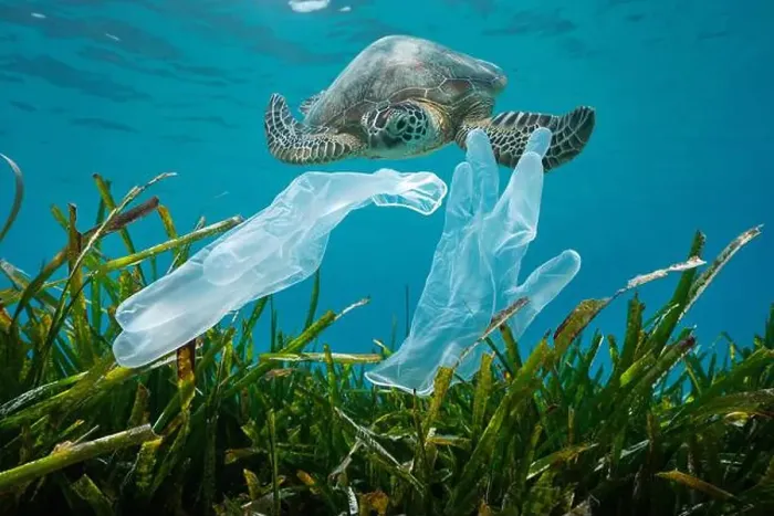 Framed Print : Plastic waste pollution in the ocean, disposable gloves with seagrass and a sea turtle underwater Framed Print : Plastic waste pollution in the ocean, disposable gloves with seagrass and a sea turtle underwater