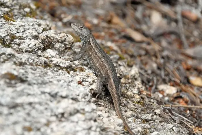 Framed Print : Plateau Fence Lizard (Sceloporus tristichus)