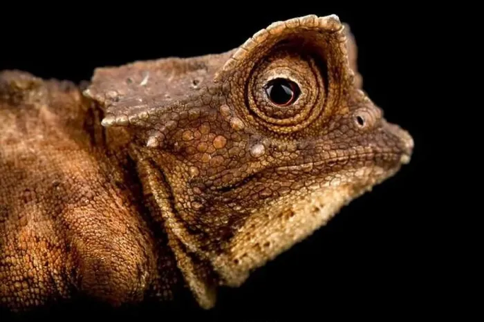Framed Print : Plated leaf chameleon (Brookesia stumpffi) Framed Print : Plated leaf chameleon (Brookesia stumpffi)