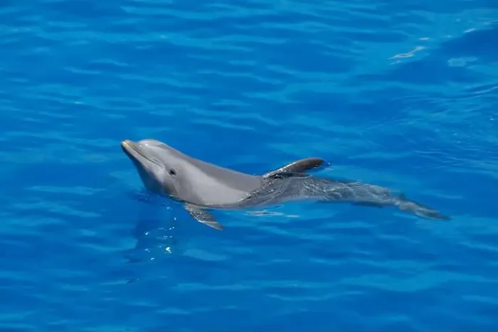 Framed Print : Playful Atlantic Bottlenose Dolphin Swimming in Blue Waters swimming left Framed Print : Playful Atlantic Bottlenose Dolphin Swimming in Blue Waters swimming left