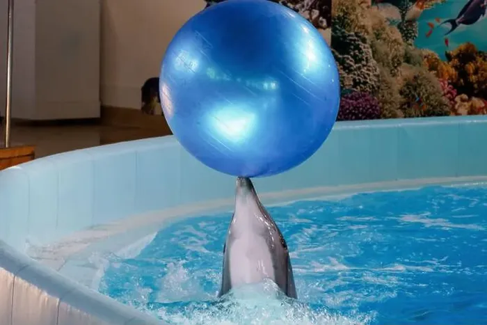 Framed Print : Playful Dolphin Balancing a Blue Ball in an Underwater Arena Framed Print : Playful Dolphin Balancing a Blue Ball in an Underwater Arena