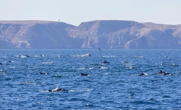 Framed Print : Playful dolphins swimming in the ocean near the Channel Islands, Oxnard, California Framed Print : Playful dolphins swimming in the ocean near the Channel Islands, Oxnard, California