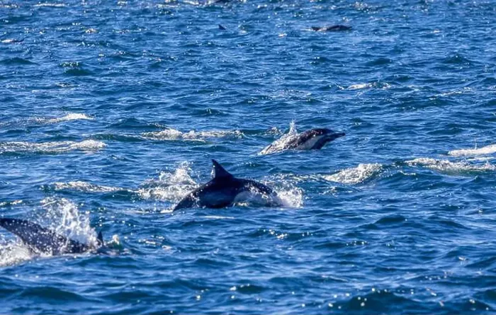 Framed Print : Playful dolphins swimming in the ocean near the Channel Islands, Oxnard, California Framed Print : Playful dolphins swimming in the ocean near the Channel Islands, Oxnard, California