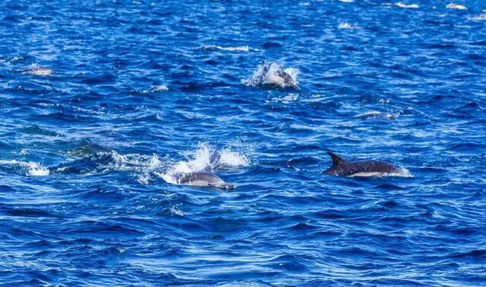 Framed Print : Playful dolphins swimming in the ocean near the Channel Islands, Oxnard, California Framed Print : Playful dolphins swimming in the ocean near the Channel Islands, Oxnard, California