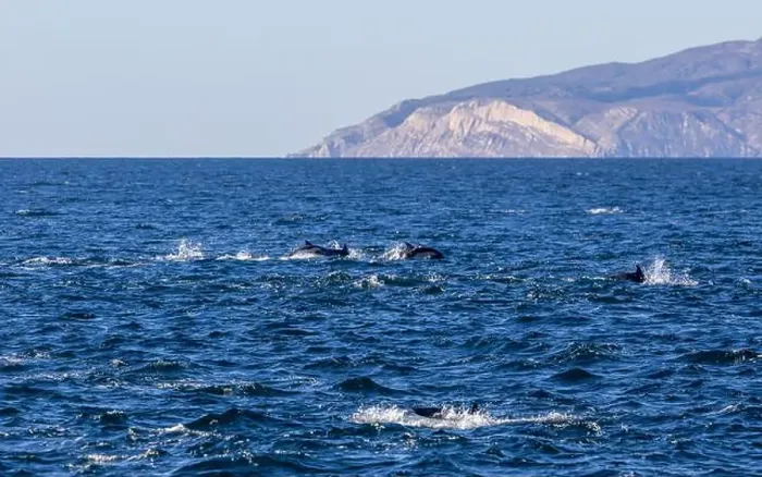 Framed Print : Playful dolphins swimming in the ocean near the Channel Islands, Oxnard, California Framed Print : Playful dolphins swimming in the ocean near the Channel Islands, Oxnard, California