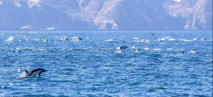 Framed Print : Playful dolphins swimming in the ocean near the Channel Islands, Oxnard, California Framed Print : Playful dolphins swimming in the ocean near the Channel Islands, Oxnard, California