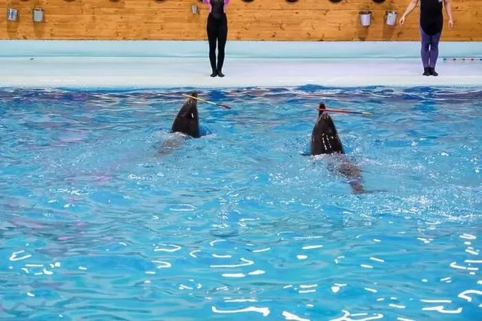 Framed Print : Playful dolphins in a training session with colorful poles against a vibrant blue pool water background