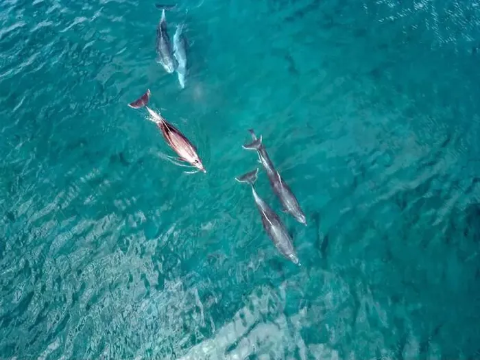 Framed Print : A playful pod of dolphins aerial shot in Cortez sea, Baja California Sur Mexico drone view Framed Print : A playful pod of dolphins aerial shot in Cortez sea, Baja California Sur Mexico drone view