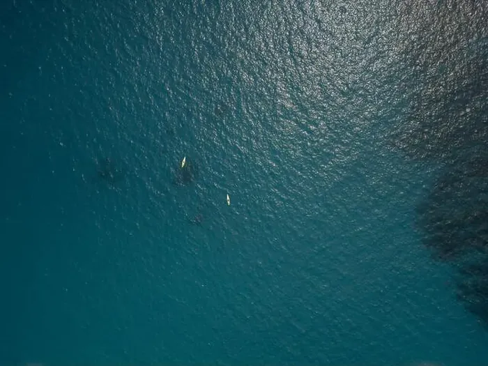 Framed Print : A playful pod of dolphins aerial shot in Cortez sea, Baja California Sur Mexico drone view Framed Print : A playful pod of dolphins aerial shot in Cortez sea, Baja California Sur Mexico drone view