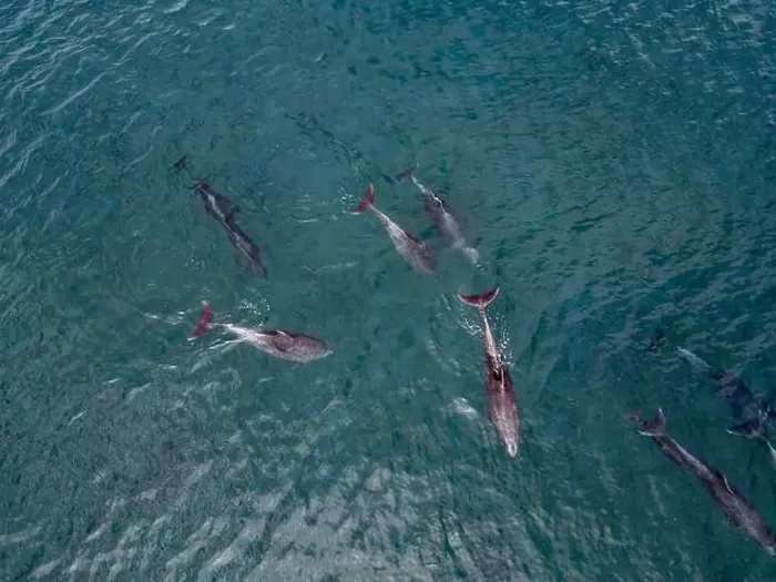 Framed Print : A playful pod of dolphins aerial shot in Cortez sea, Baja California Sur Mexico drone view Framed Print : A playful pod of dolphins aerial shot in Cortez sea, Baja California Sur Mexico drone view