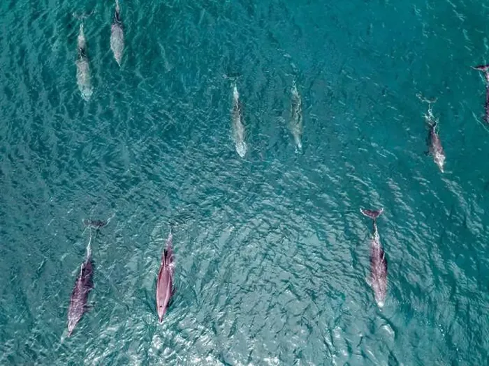 Framed Print : A playful pod of dolphins aerial shot in Cortez sea, Baja California Sur Mexico drone view Framed Print : A playful pod of dolphins aerial shot in Cortez sea, Baja California Sur Mexico drone view
