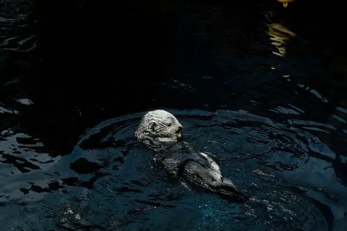 Framed Print : A playful sea otter floats on its back in the calm waters of the Lisbon Oceanarium