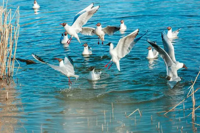 Framed Print : Playful seagulls against the backdrop of a pond with reeds. Birds with spread wings Framed Print : Playful seagulls against the backdrop of a pond with reeds. Birds with spread wings