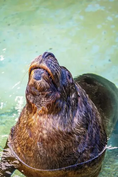 Framed Print : A playful South American sea lion Otaria flavescens surfaces with whiskered muzzle held high revealing sleek wet fur