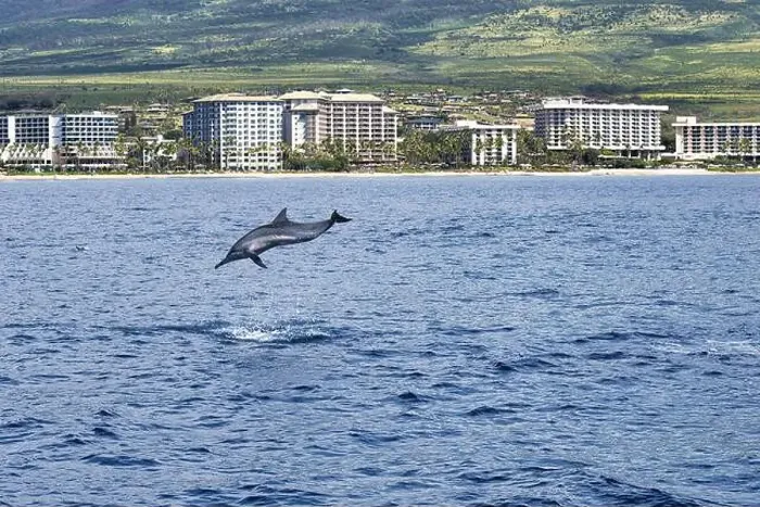 Framed Print : Playful spinner dolphin breaching in the ocean near Lahaina on Maui Framed Print : Playful spinner dolphin breaching in the ocean near Lahaina on Maui