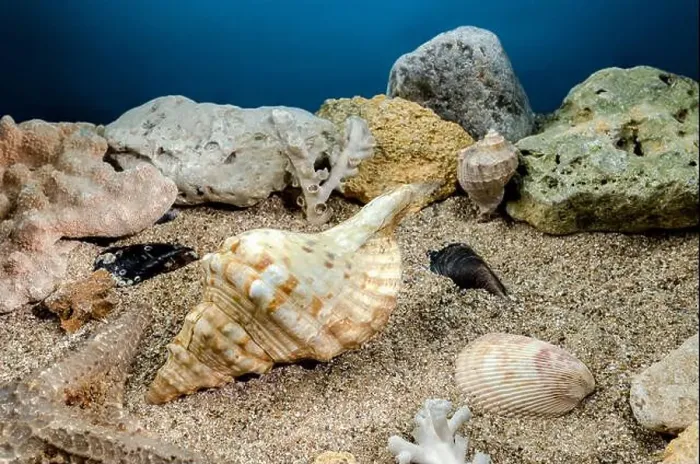 Framed Print : Pleuroploca trapezium sea snail shell Cassis Tuberosa on a sand underwater Framed Print : Pleuroploca trapezium sea snail shell Cassis Tuberosa on a sand underwater