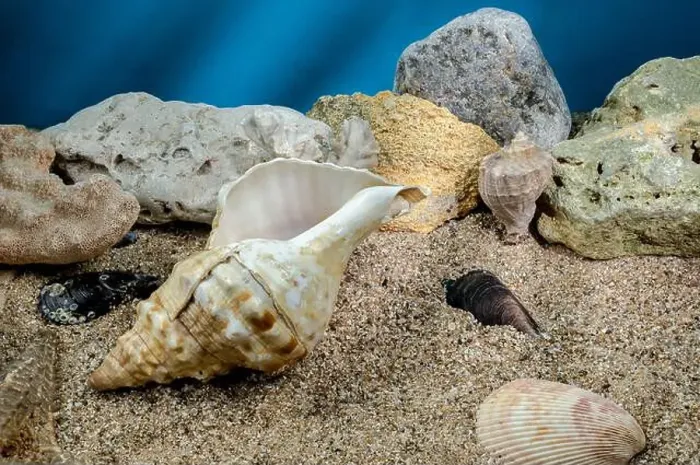 Framed Print : Pleuroploca trapezium sea snail shell Cassis Tuberosa on a sand underwater Framed Print : Pleuroploca trapezium sea snail shell Cassis Tuberosa on a sand underwater