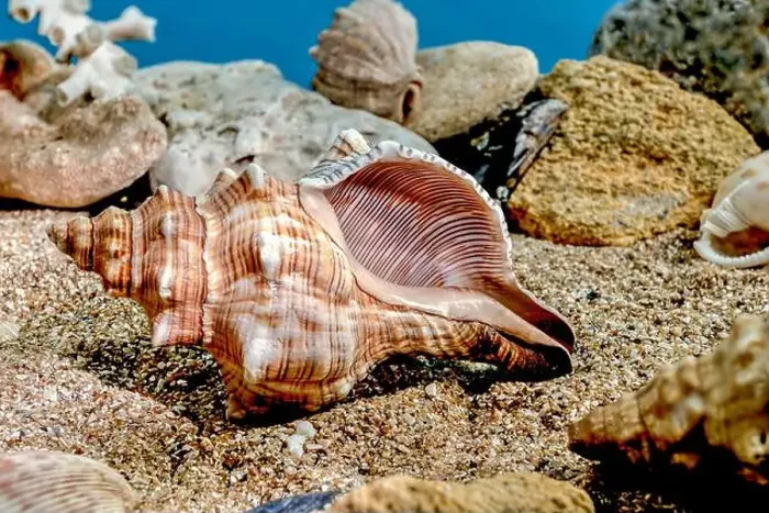 Framed Print : Pleuroploca trapezium or Trapezium fascilarium seashell on a sand underwater Framed Print : Pleuroploca trapezium or Trapezium fascilarium seashell on a sand underwater