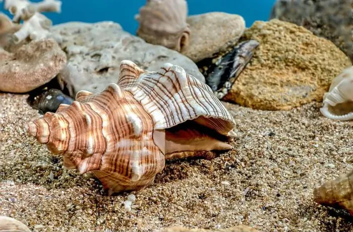 Framed Print : Pleuroploca trapezium or Trapezium fascilarium seashell on a sand underwater Framed Print : Pleuroploca trapezium or Trapezium fascilarium seashell on a sand underwater