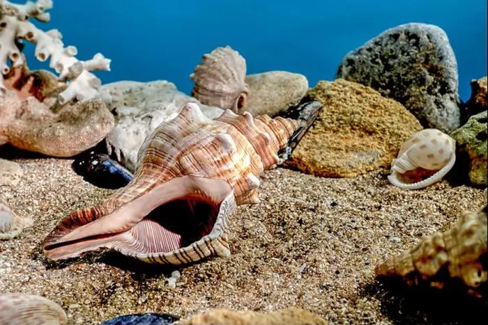 Framed Print : Pleuroploca trapezium or Trapezium fascilarium seashell on a sand underwater Framed Print : Pleuroploca trapezium or Trapezium fascilarium seashell on a sand underwater