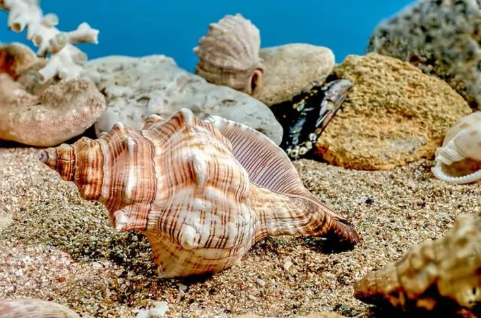 Framed Print : Pleuroploca trapezium or Trapezium fascilarium seashell on a sand underwater Framed Print : Pleuroploca trapezium or Trapezium fascilarium seashell on a sand underwater