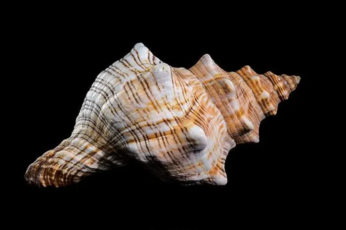 Framed Print : Pleuroploca trapezium or trapezium horse conch shell Framed Print : Pleuroploca trapezium or trapezium horse conch shell