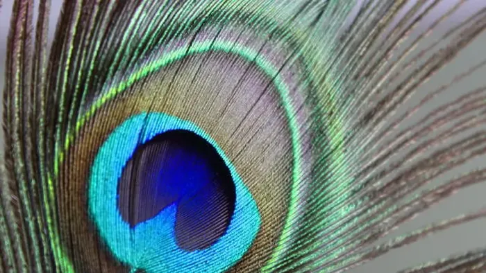 Framed Print : Pluma de pavo real macro. Macro peacock feather Framed Print : Pluma de pavo real macro. Macro peacock feather
